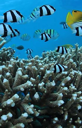 マニャガハ島 スノーケル