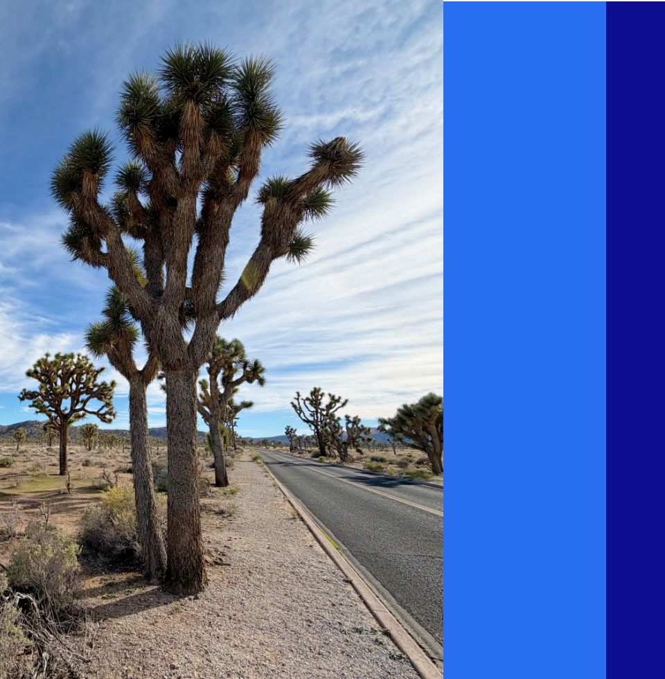 カリフォルニアロードトリップ ジョシュアツリー国立公園