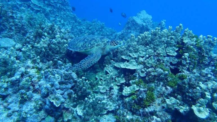 現地ツアー予約 ベルトラ